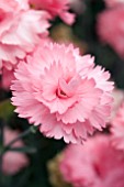 DIANTHUS STARDUST