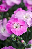 DIANTHUS STARLIGHT