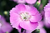 DIANTHUS STARLIGHT