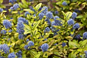 CEANOTHUS ZANZIBAR