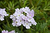 VERBENA BABYLON LIGHT BLUE