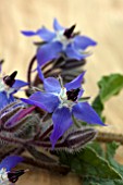 BORAGE FLOWERS