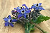 BORAGE FLOWERS ON A WOODEN BOARD