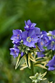 POLEMONIUM BRISE DANJOU