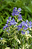 POLEMONIUM BRISE DANJOU