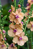 VERBASCUM CLEMENTINE