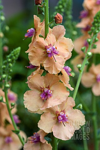 VERBASCUM_CLEMENTINE