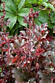 HEUCHERA CRIMSON CURLS