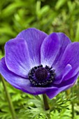 ANEMONE DE CAEN BLUE