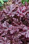 HEUCHERA MELTING FIRE