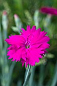 DIANTHUS NEON STAR