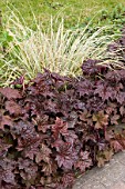 HEUCHERA PALACE PURPLE WITH ORNAMENTAL GRASS