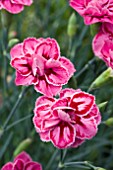 DIANTHUS STARBURST