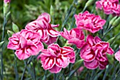 DIANTHUS STARBURST