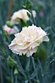 DIANTHUS DEVON CREAM