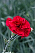 DIANTHUS DEVON GENERAL