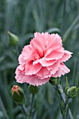 DIANTHUS JOY