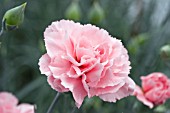 DIANTHUS LETITIA WYATT