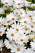 OSTEOSPERMUM CAPE IVORY