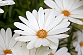 OSTEOSPERMUM CAPE IVORY