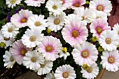 OSTEOSPERMUM CAPE LUENA