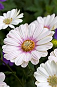 OSTEOSPERMUM CAPE LUENA