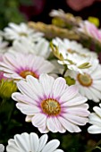 OSTEOSPERMUM CAPE LUENA