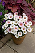 OSTEOSPERMUM CAPE LUENA IN A TUB