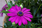 OSTEOSPERMUM CAPE MASERU