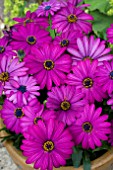 OSTEOSPERMUM CAPE MASERU