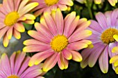 OSTEOSPERMUM SUNNY BELLA