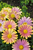 OSTEOSPERMUM SUNNY BELLA