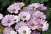 OSTEOSPERMUM SUNNY EVITA