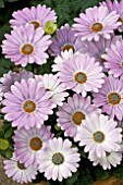 OSTEOSPERMUM SUNNY EVITA