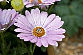 OSTEOSPERMUM SUNNY EVITA