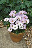 OSTEOSPERMUM SUNNY EVITA IN A TUB