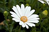 OSTEOSPERMUM SUNNY PINGO