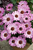 OSTEOSPERMUM SUNNY XENA