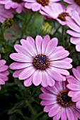 OSTEOSPERMUM SUNNY XENA