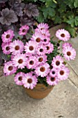 OSTEOSPERMUM SUNNY XENA IN A TUB