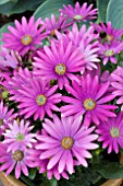 OSTEOSPERMUM SUNNY XITA