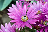 OSTEOSPERMUM SUNNY XITA