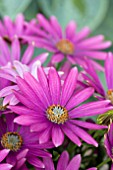 OSTEOSPERMUM SUNNY XITA