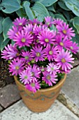 OSTEOSPERMUM SUNNY XITA IN A TUB