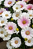 OSTEOSPERMUM CAPE LUENA