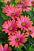 OSTEOSPERMUM SUNNY SHEILA