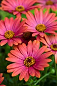 OSTEOSPERMUM SUNNY SHEILA