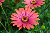 OSTEOSPERMUM SUNNY SHEILA