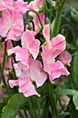 LATHYRUS ALAN TITCHMARSH (SWEET PEA)