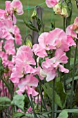 LATHYRUS ALAN TITCHMARSH (SWEET PEA)